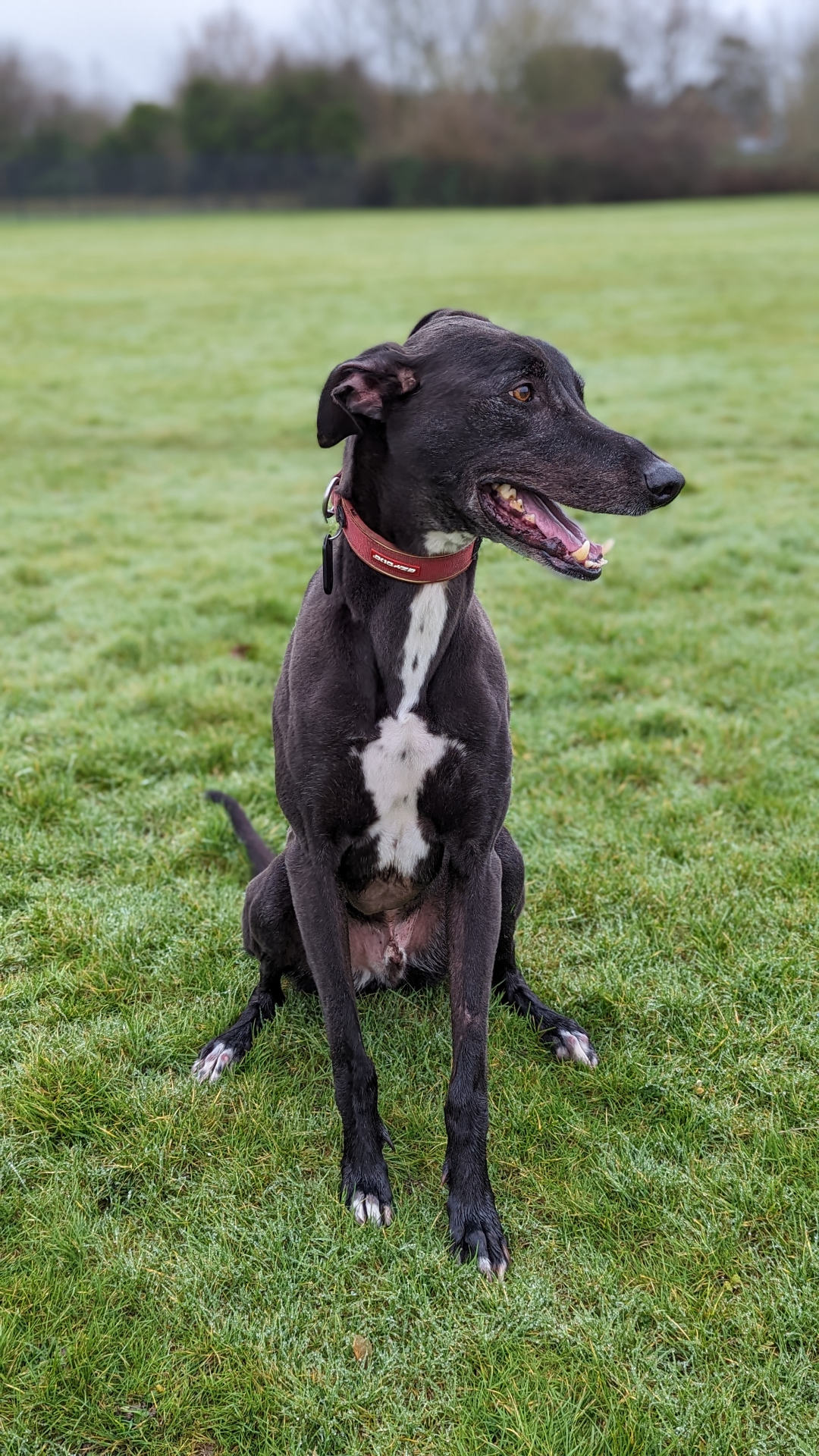 Buddy sitting in a field ready for a walk
