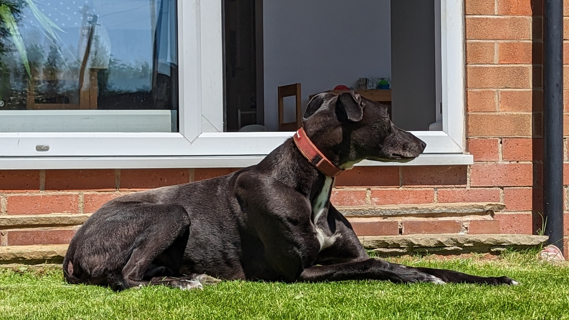 Buddy relaxing in the sunshine on the grass