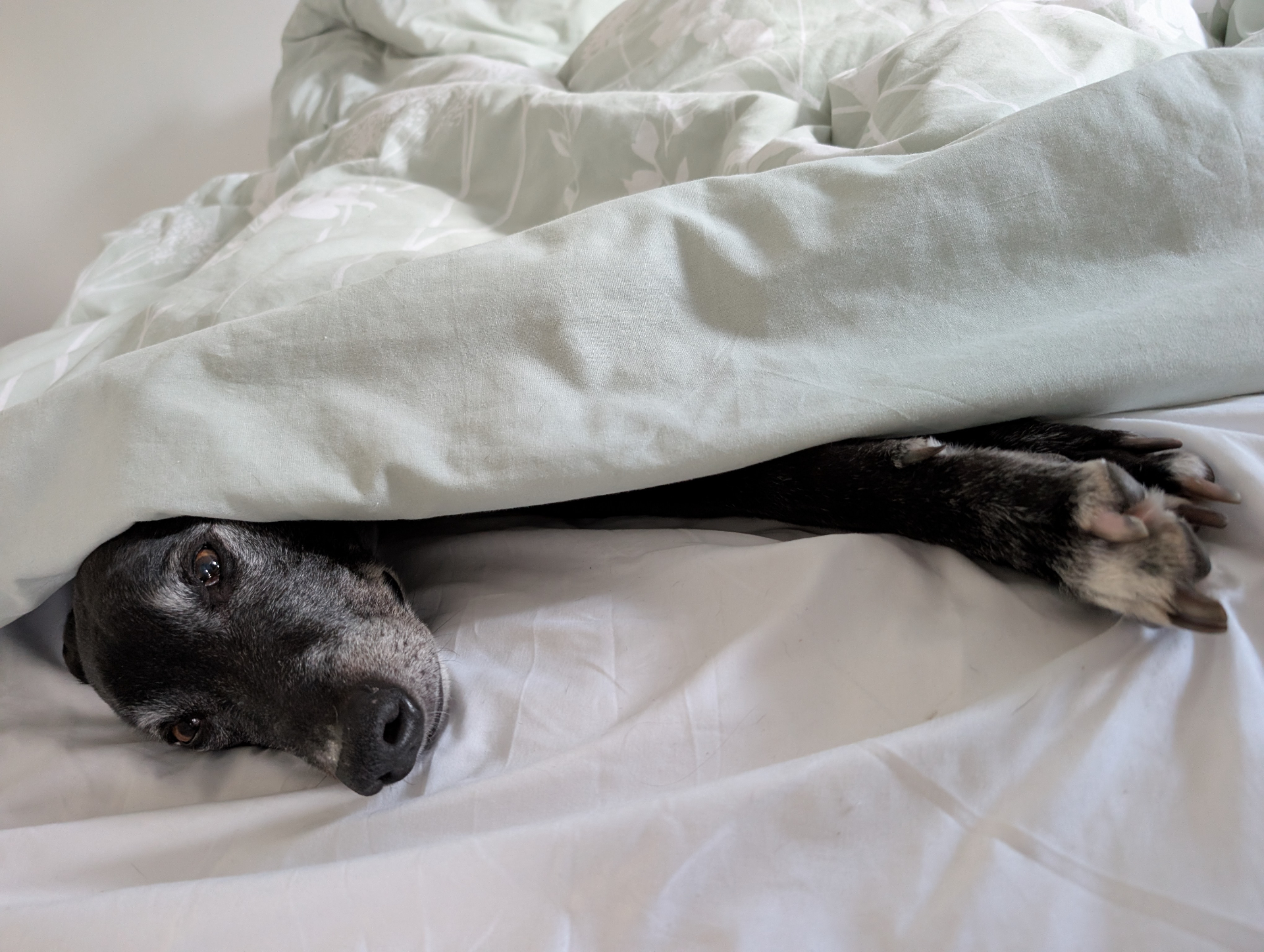 Buddy tucked up at home
